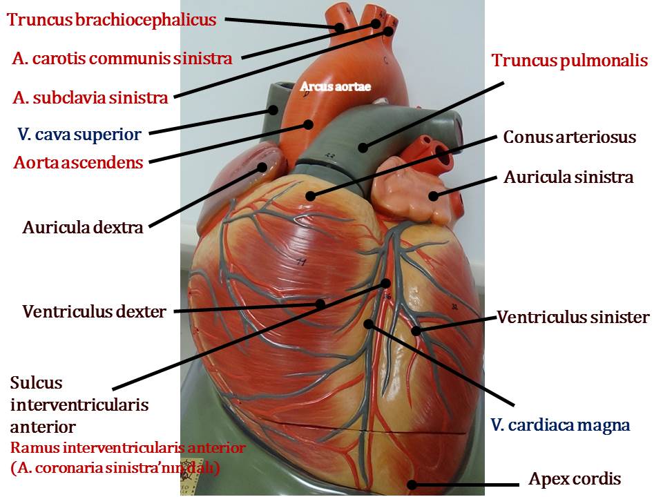 Cordis латынь. Truncus pulmonalis. Truncus pulmonalis анатомия.